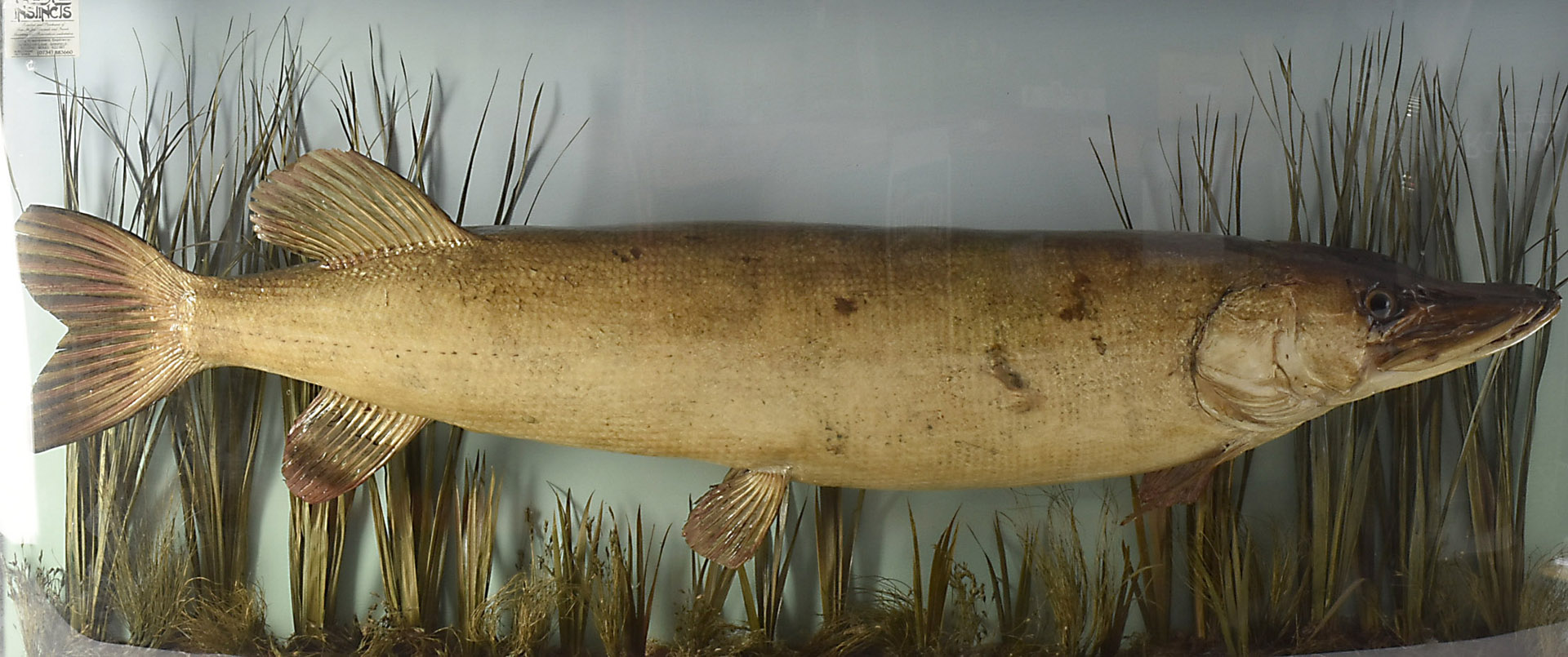 Taxidermy, Pike, a well presented specimen in a bow fronted wood and glass case